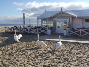 Tawerna Rybitwa w Sopocie - rodzinna restauracja na plaży tuż przy słynnym sopockim molo