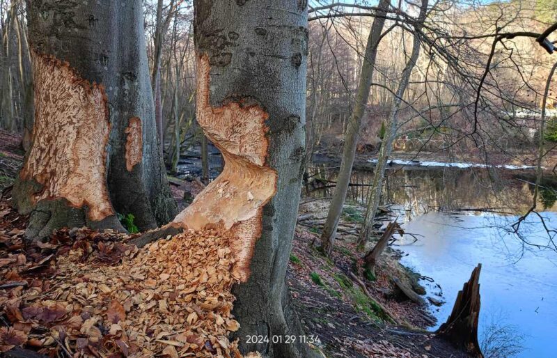 Rezerwat Przyrody Łęg nad Swelinią